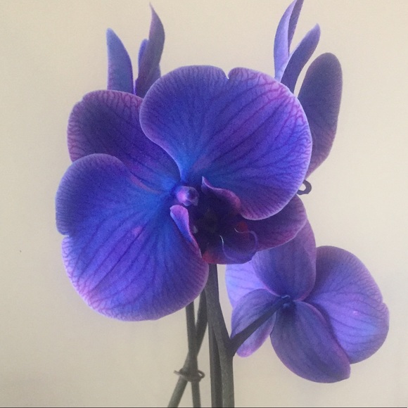 Meet your Posher, Fizza - Picture 1 of 1